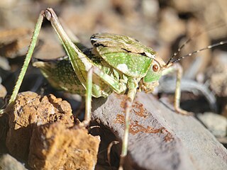 <i>Aglaothorax ovata</i> Species of cricket-like animal