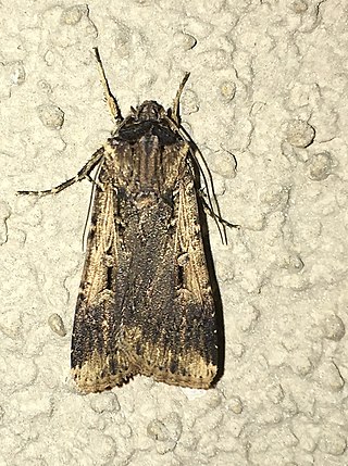 <i>Agrotis volubilis</i> Species of moth