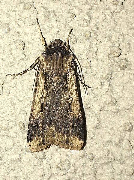 File:Agrotis volubilis 2539347.jpg