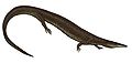 Aigialosaurus dalmaticus.jpg