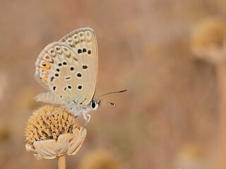 <i>Plebejidea loewii</i> Species of butterfly