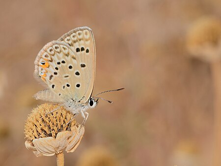 Polyommatus loewii