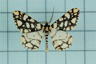 <i>Alcis maculata</i> Species of moth