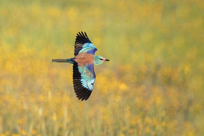 File:Alentejo Colors.jpg