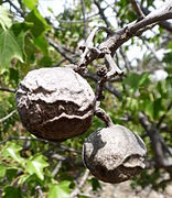 Fruit de bancoulier sec sur l'arbre