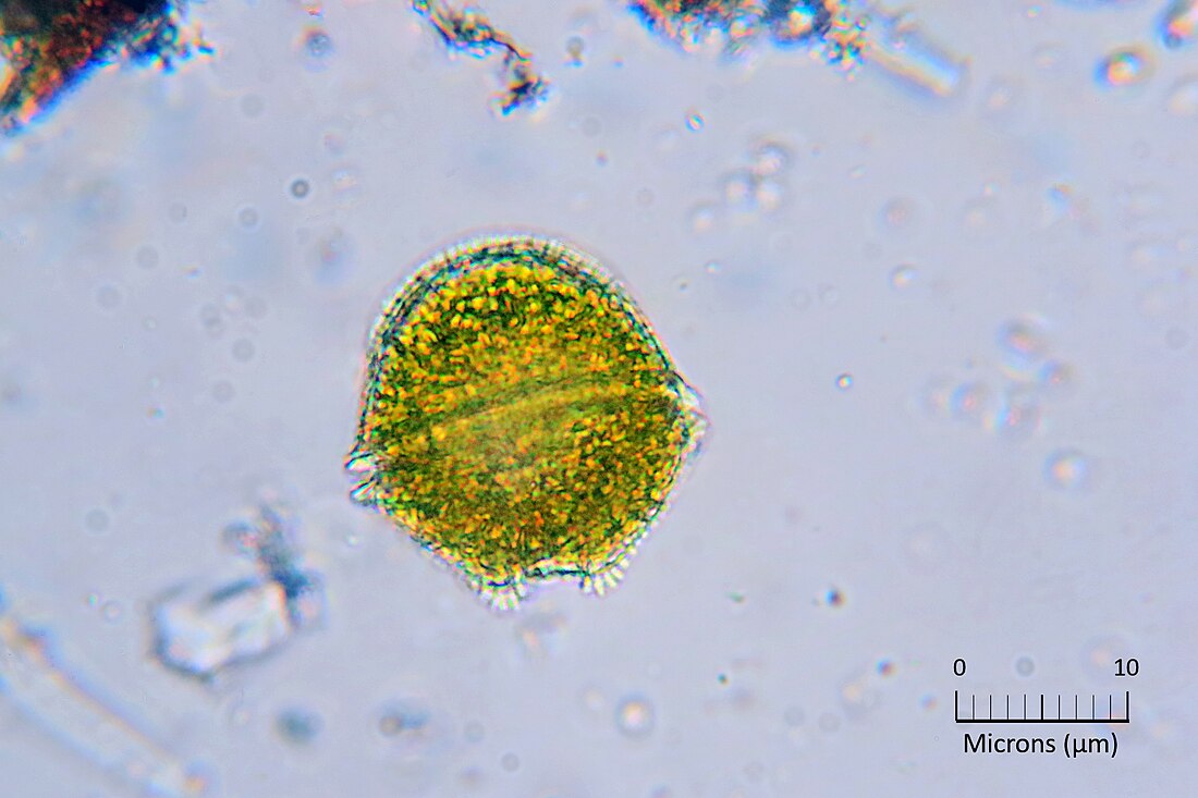 Alexandrium (dinoflagellate)