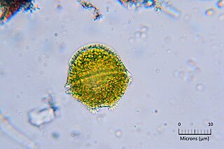 <span class="mw-page-title-main">Ostreopsidaceae</span> Family of single-celled organisms