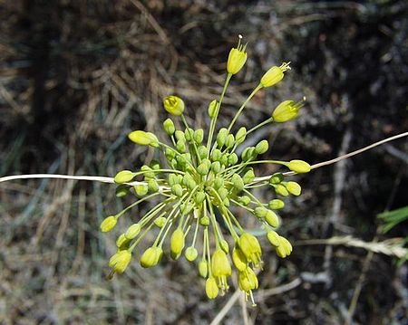 Allium_flavum