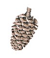 Alnus cordata cone illustration