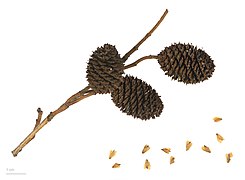 Alnus sieboldiana, fruits and seeds