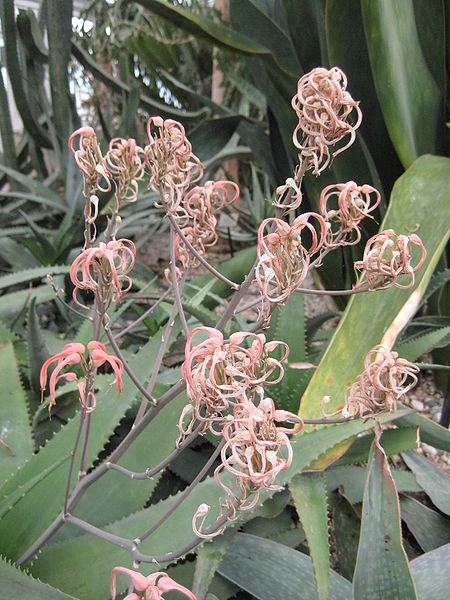 File:Aloe Chabaudii by Claire H, April 2009.jpg