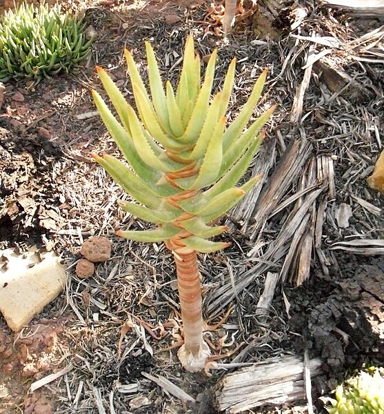 File:Aloe dichotoma.Asphodelaceae.jpg