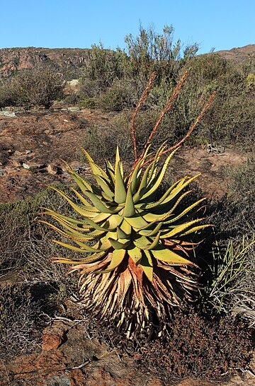 Aloe khamiesensis