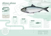 Biology and lifecycle of Alosa alosa. Alosa-alosa.png