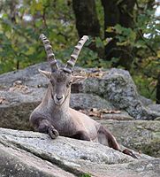 Alpensteinbock (Capra ibex ibex], Tierpark Hellabrunn, München