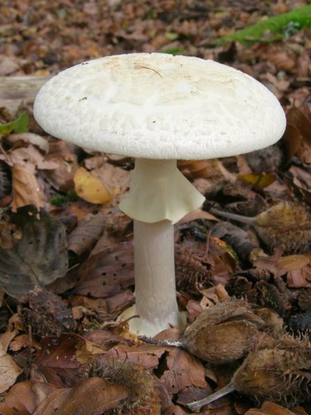 File:Amanita citrina fungus in Bignell Wood, New Forest - geograph.org.uk - 260930.jpg