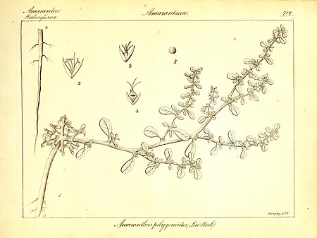 Amaranthus polygonoides