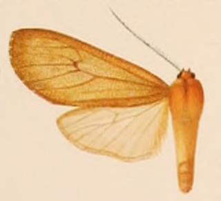 <i>Amastus rufocinnamomea</i> Species of moth