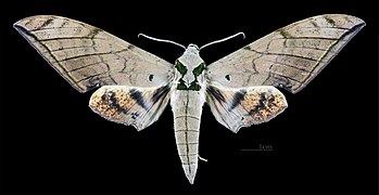 Male, dorsal view