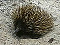 Tachyglossus aculeatus