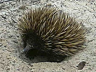 Australosphenida organism