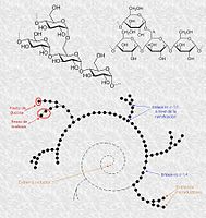 Estructura de la amilopectina