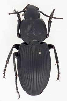 Amorphomerus chaudoiri1.jpg