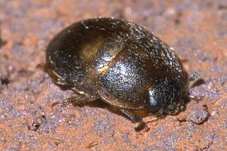 Amphicrossus ciliatus Amphicrossus ciliatus P1630967a.jpg