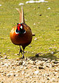 Fasan an der Vogelkoje Meeram