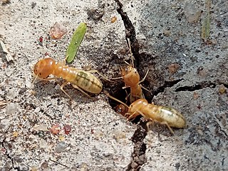 <i>Anacanthotermes</i> Genus of termites