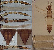 Anaphothrips (10.3897-zookeys.668.12376) Figures 15-24.jpg