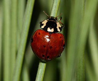 <i>Anatis rathvoni</i> Species of beetle