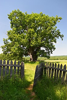 Ancient oak in Paroria, Strandzha, Bulgaria.jpg
