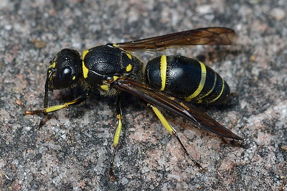 Ancistrocerus antilope