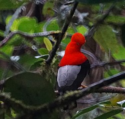 Andean cock-of-the-rock (47842577801).jpg