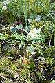 Anemone nemorosa Plant France - Koeur-la-grande (Meuse)