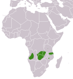 Distribuição geográfica da geneta-angolana