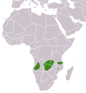 Angolan Genet area.png