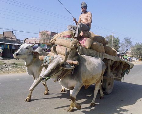 Animals working in nepal