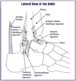 Ankle of human