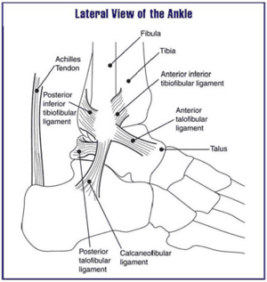 Achilles tendon - Wikipedia