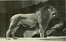 Lion from Ethiopia at Bronx Zoo Annual report - New York Zoological Society (1914) (18433145331).jpg