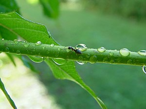 Ant on tree