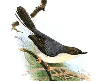 <span class="mw-page-title-main">Grey apalis</span> Species of bird