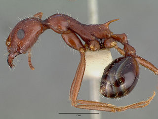 <i>Novomessor cockerelli</i> Species of ant