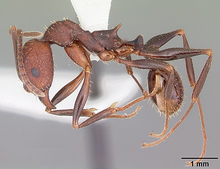 Aphaenogaster lamellidens casent0103589 profile 1.jpg