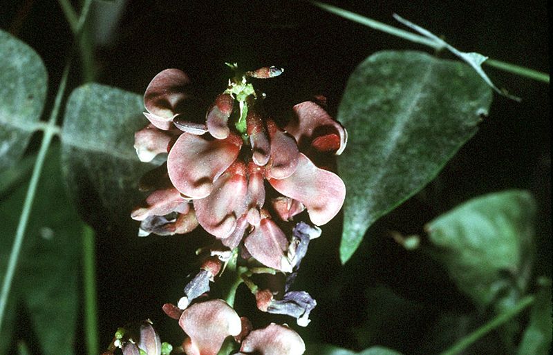 File:Apios americana.jpg