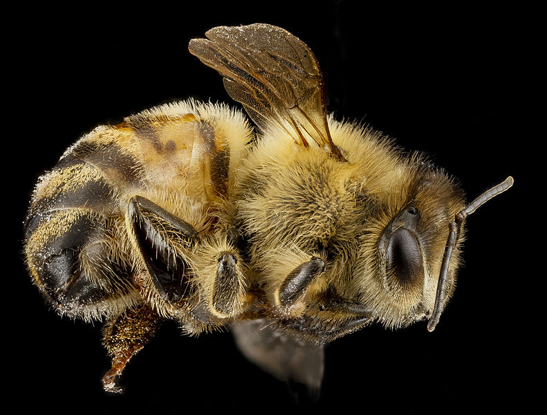 File:Apis mellifera F, whole bee, MD, Beltsville 2013-04-25-16.28.09 ZS PMax (8682047864).jpg