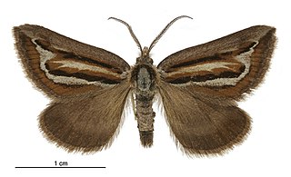 <i>Aponotoreas synclinalis</i> Species of moth