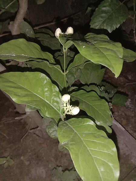 File:Arabian jasmine (Jasminum sambac) buds captured at night.jpg